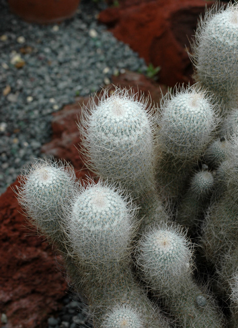 マミラリア 白玉兎 【公式通販】